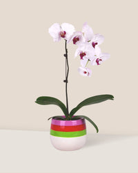 Orchid in Kueh Planter - Gifting plant - Tumbleweed Plants - Online Plant Delivery Singapore