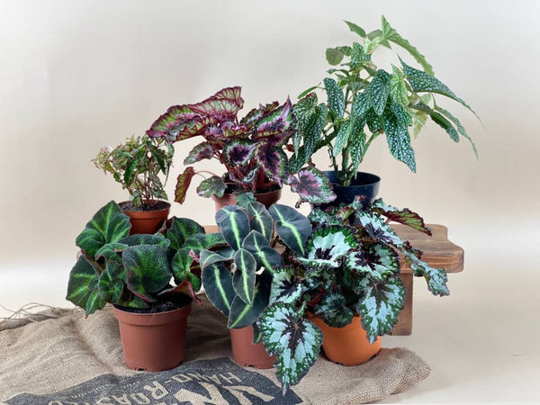 ORDER A GARDEN (Begonia) - grow pot - Just plant - Tumbleweed Plants - Online Plant Delivery Singapore