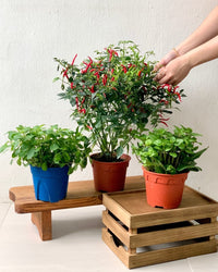 ORDER A GARDEN (Herbs) - Just plant - Tumbleweed Plants - Online Plant Delivery Singapore