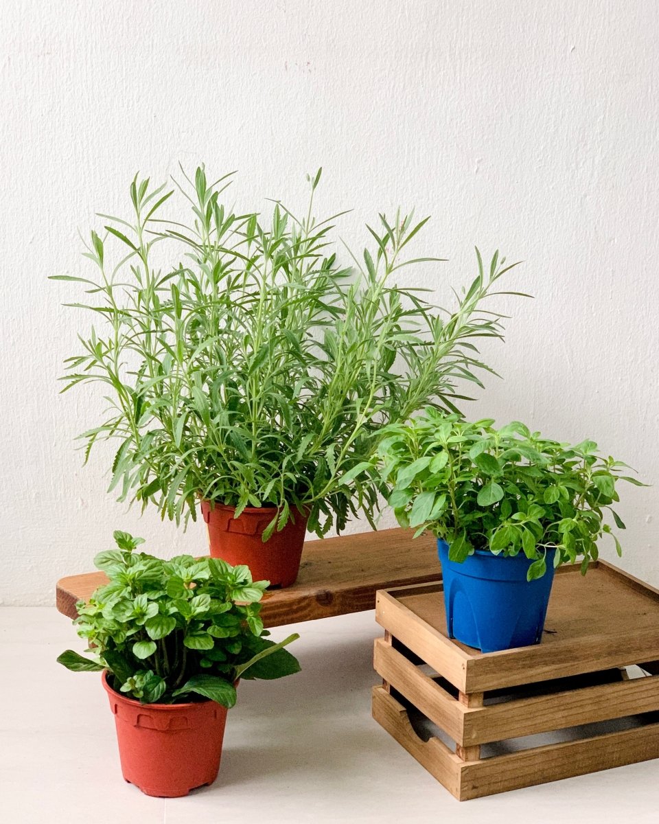 ORDER A GARDEN (Herbs) Herbs Plant