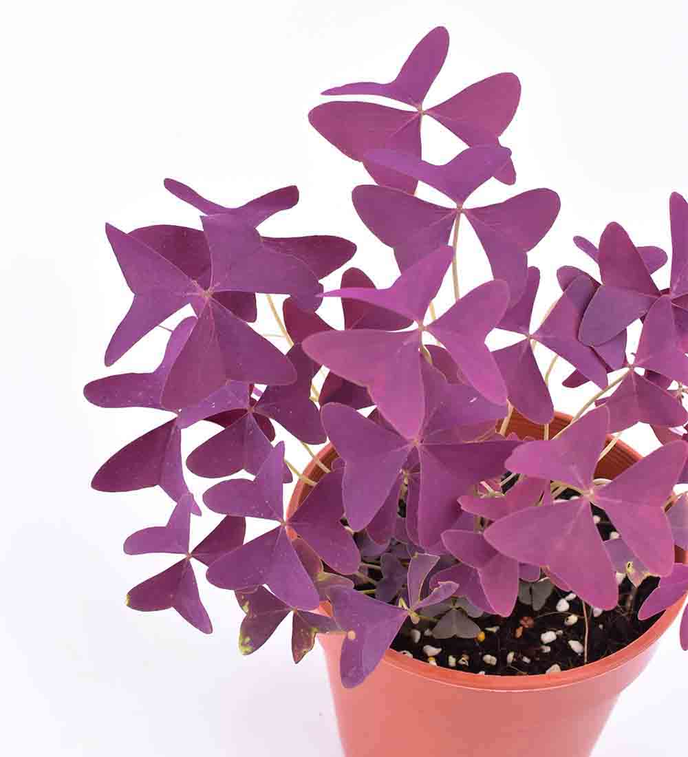 Oxalis Triangularis Purple Shamrocks - grow pot 14cm - Just plant - Tumbleweed Plants - Online Plant Delivery Singapore