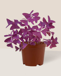 Oxalis Triangularis Purple Shamrocks - grow pot - Just plant - Tumbleweed Plants - Online Plant Delivery Singapore