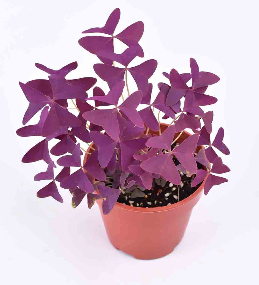 Oxalis Triangularis Purple Shamrocks - terracotta pot - Just plant - Tumbleweed Plants - Online Plant Delivery Singapore