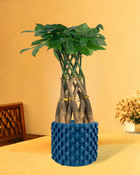 Pachira Grove (Spiral Combo) - carter planters - large - Potted plant - Tumbleweed Plants - Online Plant Delivery Singapore