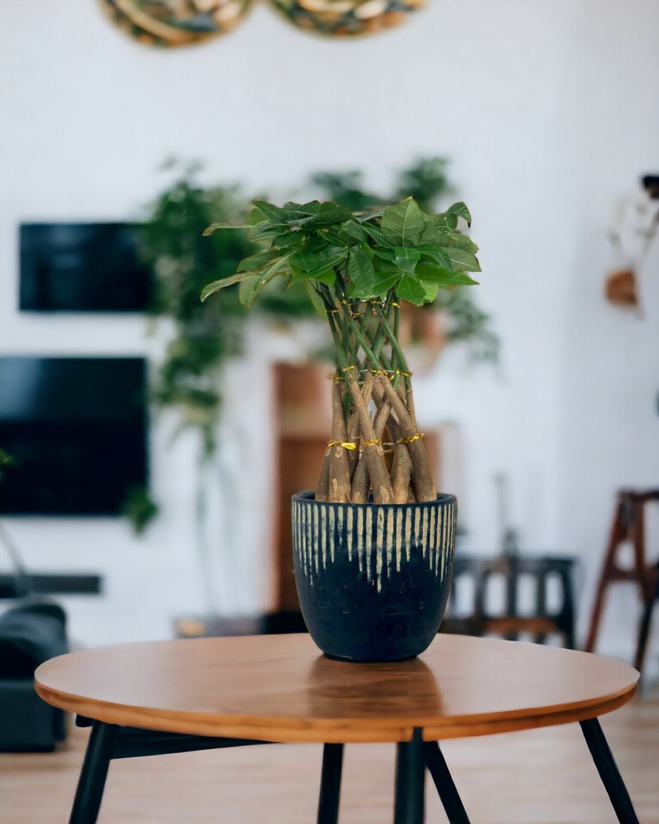 Indoor table plants deals online