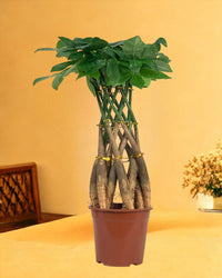 Pachira Grove (Spiral Combo) - grow pot - Potted plant - Tumbleweed Plants - Online Plant Delivery Singapore