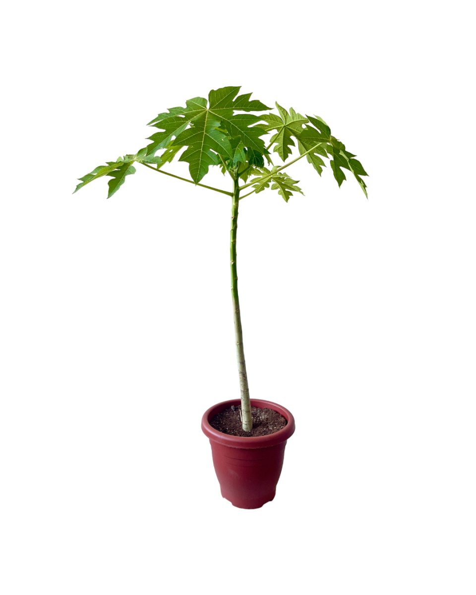 Grow Pot