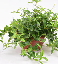 Parallel Peperomia - grow pot - Just plant - Tumbleweed Plants - Online Plant Delivery Singapore