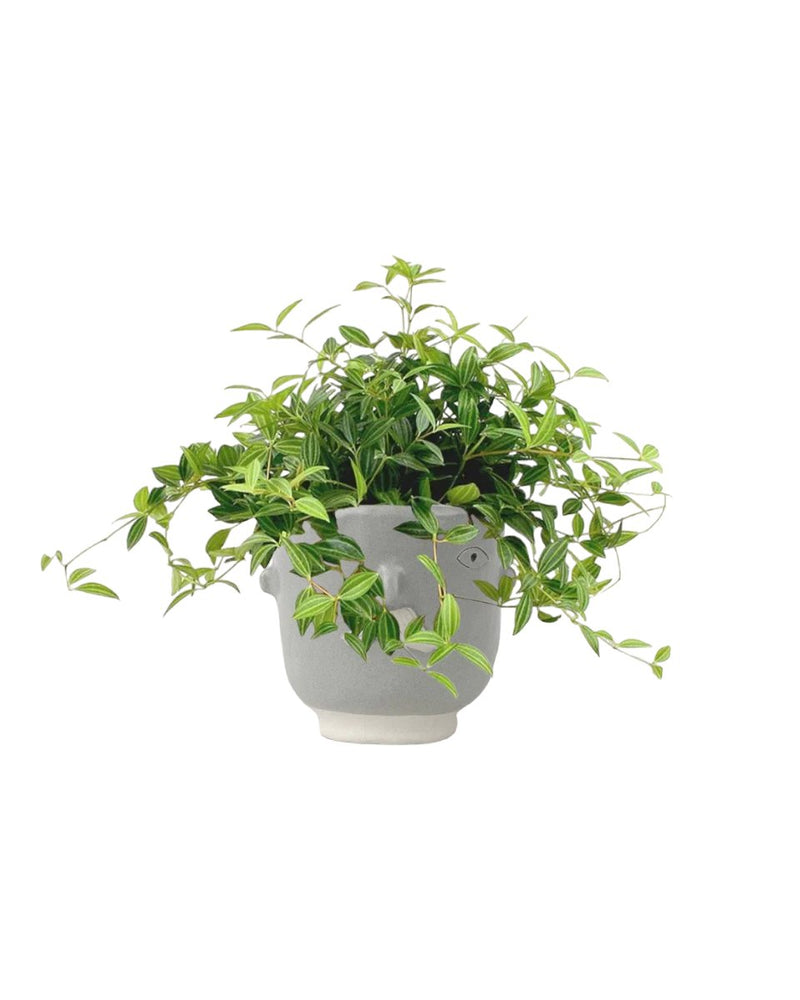 Parallel Peperomia - hanging globe - Potted plant - Tumbleweed Plants - Online Plant Delivery Singapore