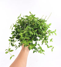Parallel Peperomia - terracotta pot - Just plant - Tumbleweed Plants - Online Plant Delivery Singapore