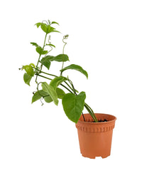 Passion Fruit - grow pot - Potted plant - Tumbleweed Plants - Online Plant Delivery Singapore