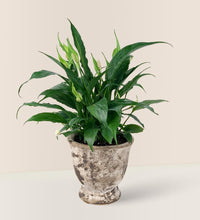 Peace Lily - Vintage - Gifting plant - Tumbleweed Plants - Online Plant Delivery Singapore
