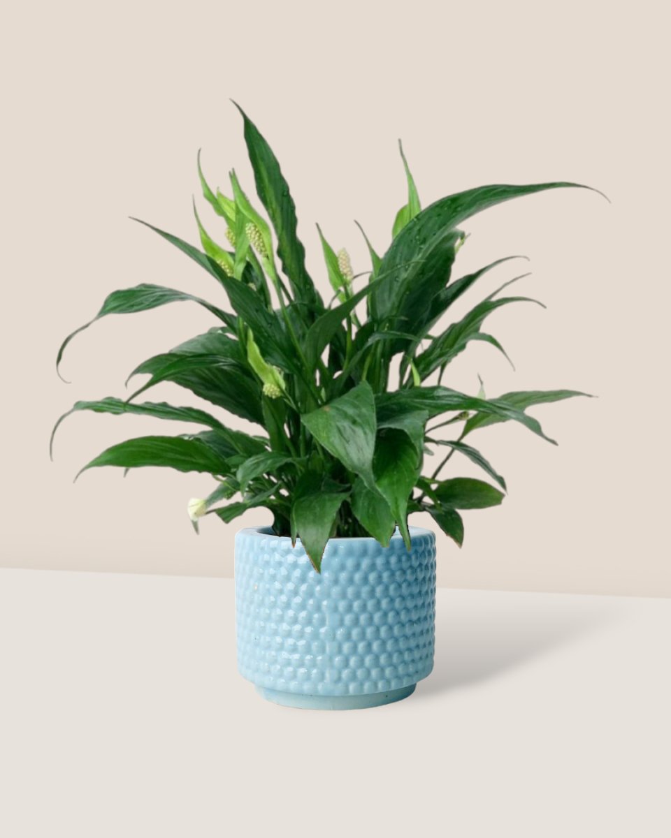 Peace Lily - bubble pot - Gifting plant - Tumbleweed Plants - Online Plant Delivery Singapore