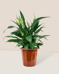 Peace Lily - Grow Pot - Gifting plant - Tumbleweed Plants - Online Plant Delivery Singapore