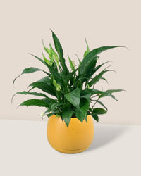 Peace Lily - large addie planter - mustard - Gifting plant - Tumbleweed Plants - Online Plant Delivery Singapore