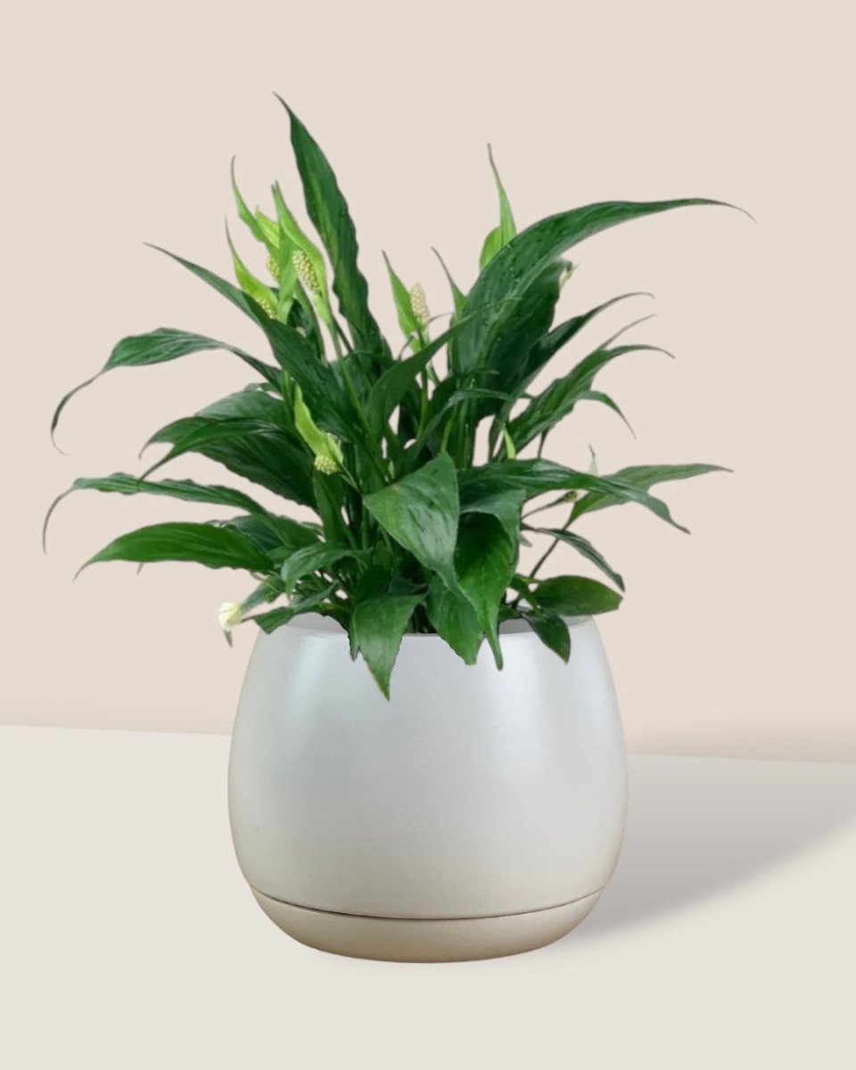 Peace Lily - large addie planter - white - Potted plant - Tumbleweed Plants - Online Plant Delivery Singapore