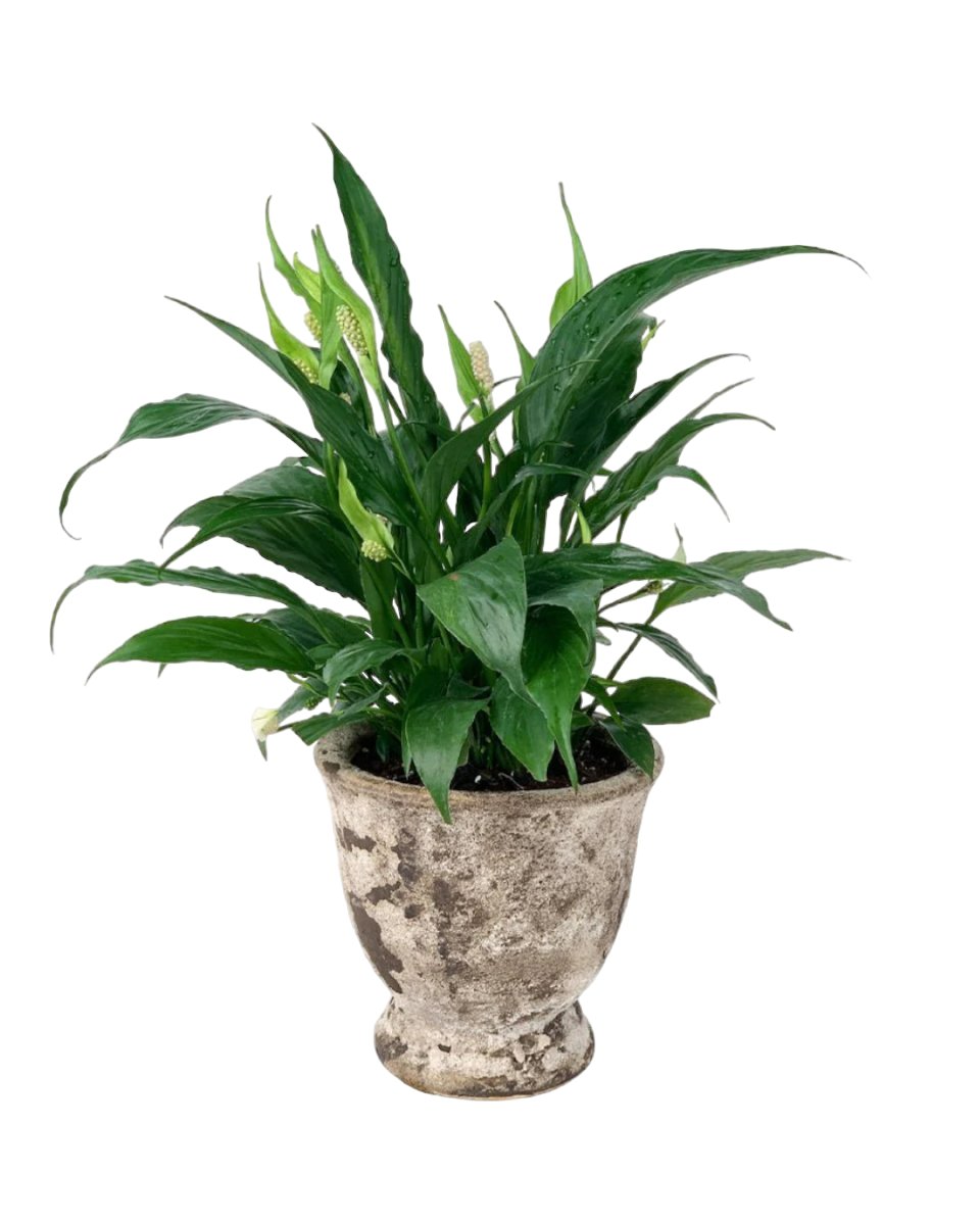 Peace Lily - Vintage - Gifting plant - Tumbleweed Plants - Online Plant Delivery Singapore