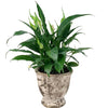 Peace Lily (0.3m)