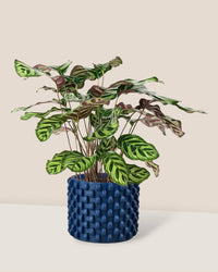 Peacock Plant - carter planter-large - Potted plant - Tumbleweed Plants - Online Plant Delivery Singapore