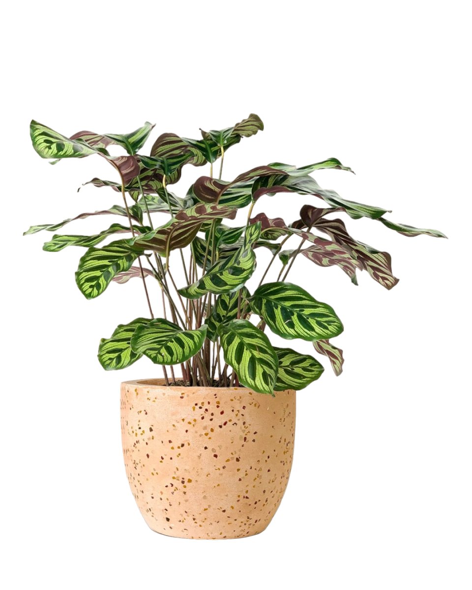 Peacock Plant - egg pot small pink - Potted plant - Tumbleweed Plants - Online Plant Delivery Singapore