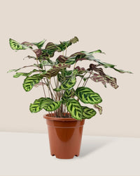 Peacock Plant - grow pot - Potted plant - Tumbleweed Plants - Online Plant Delivery Singapore