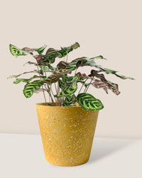 Peacock Plant - terrazzo pot-golden yellow - Potted plant - Tumbleweed Plants - Online Plant Delivery Singapore