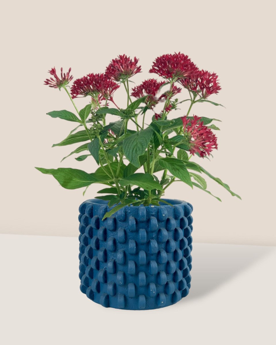 Pentas Red - grow pot - Potted plant - Tumbleweed Plants - Online Plant Delivery Singapore