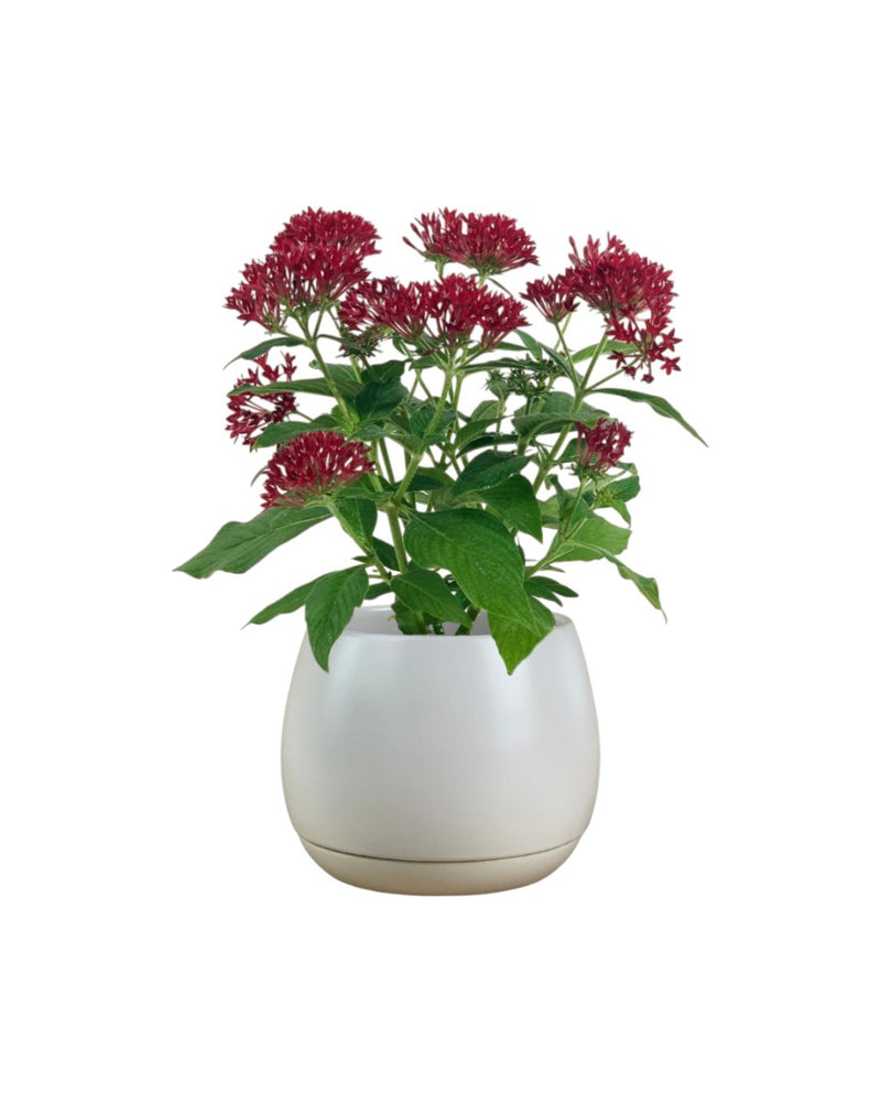 Pentas Red - grow pot - Potted plant - Tumbleweed Plants - Online Plant Delivery Singapore