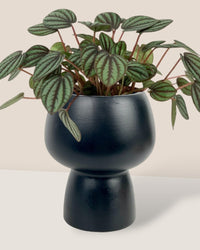Peperomia Albovitata - black ceramic sand pot - Potted plant - Tumbleweed Plants - Online Plant Delivery Singapore