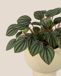 Peperomia Albovitata - ceramic sand pot - Potted plant - Tumbleweed Plants - Online Plant Delivery Singapore