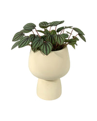 Peperomia Albovitata - ceramic sand pot - Potted plant - Tumbleweed Plants - Online Plant Delivery Singapore