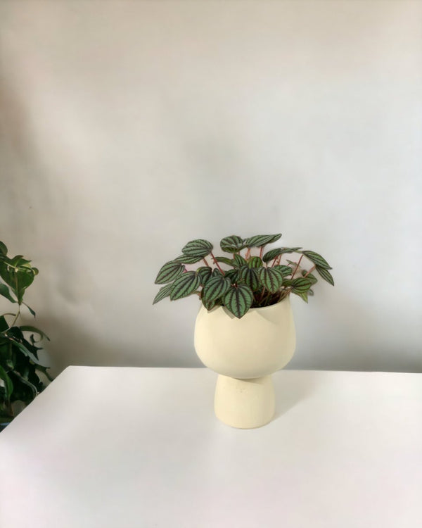 Peperomia Albovitata - ceramic sand pot - Potted plant - Tumbleweed Plants - Online Plant Delivery Singapore