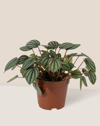 Peperomia Albovitata - grow pot - Potted plant - Tumbleweed Plants - Online Plant Delivery Singapore