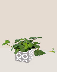 Peperomia Hope - cement cube - Just plant - Tumbleweed Plants - Online Plant Delivery Singapore