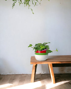 Peperomia Hope paired with poppy planter - ariel