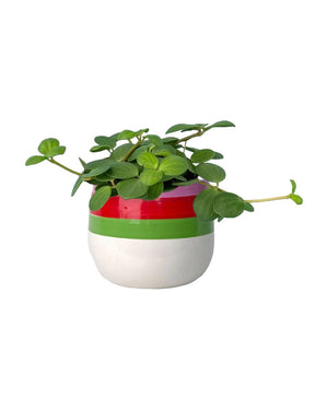 Peperomia Hope paired with poppy planter - ariel