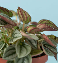 Peperomia Napoli Nights - Just plant - Tumbleweed Plants - Online Plant Delivery Singapore