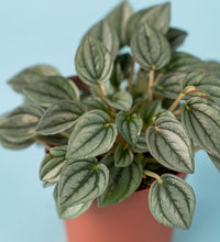 Peperomia Napoli Nights - Just plant - Tumbleweed Plants - Online Plant Delivery Singapore