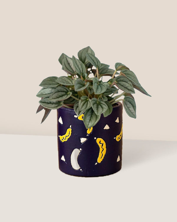 Peperomia Napoli Nights - banana pot - blue - Potted plant - Tumbleweed Plants - Online Plant Delivery Singapore
