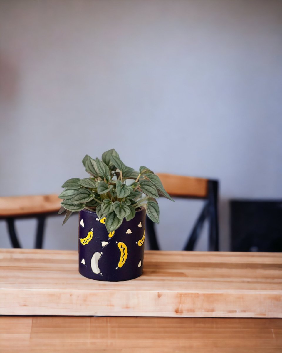 Peperomia Napoli Nights - grow pot - Potted plant - Tumbleweed Plants - Online Plant Delivery Singapore