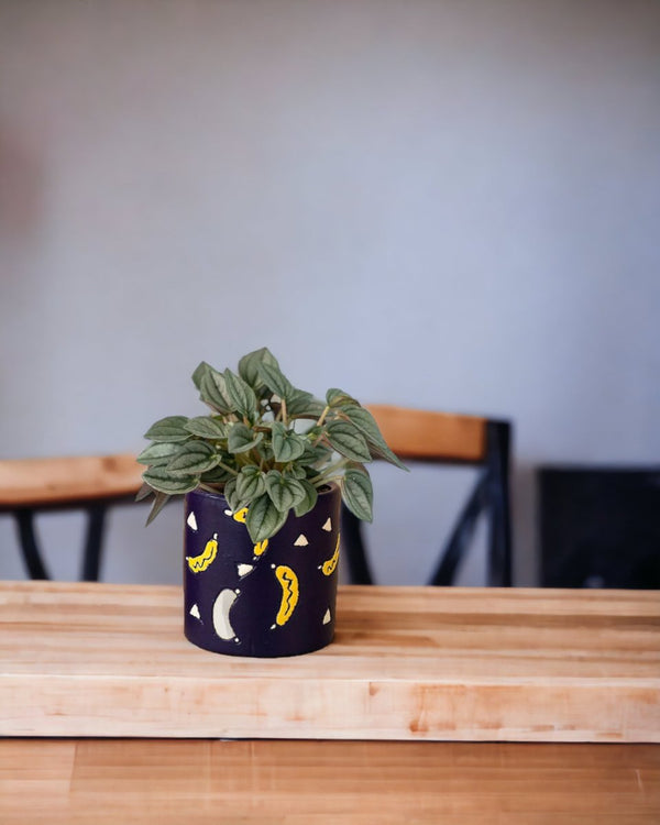 Peperomia Napoli Nights paired with banana pot - blue