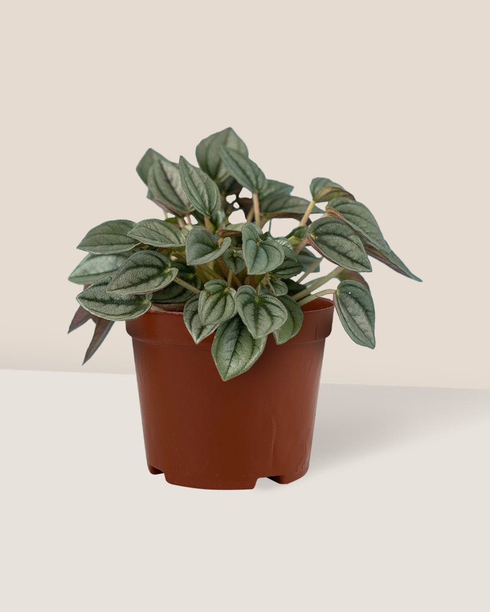 Peperomia Napoli Nights - grow pot - Potted plant - Tumbleweed Plants - Online Plant Delivery Singapore