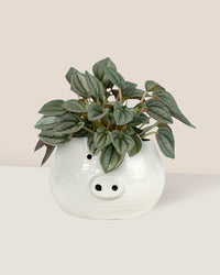 Peperomia Napoli Nights - piggy planter - Potted plant - Tumbleweed Plants - Online Plant Delivery Singapore