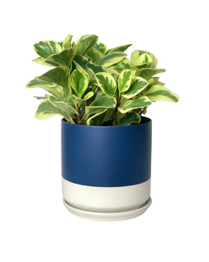 Peperomia Obtusifolia Variegated paired with blue white two tone pot