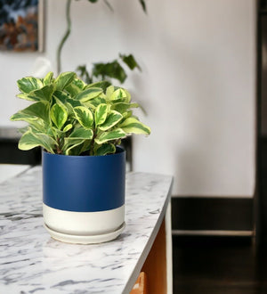 Peperomia Obtusifolia Variegated paired with blue white two tone pot