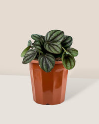 Peperomia Piccolo Banda - grow pot - Potted plant - Tumbleweed Plants - Online Plant Delivery Singapore