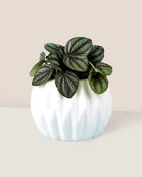 Peperomia Piccolo Banda - mini geometric pot white - E - Potted plant - Tumbleweed Plants - Online Plant Delivery Singapore