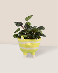 Peperomia Piccolo Banda - mini misfit pet - yellow cat - Potted plant - Tumbleweed Plants - Online Plant Delivery Singapore