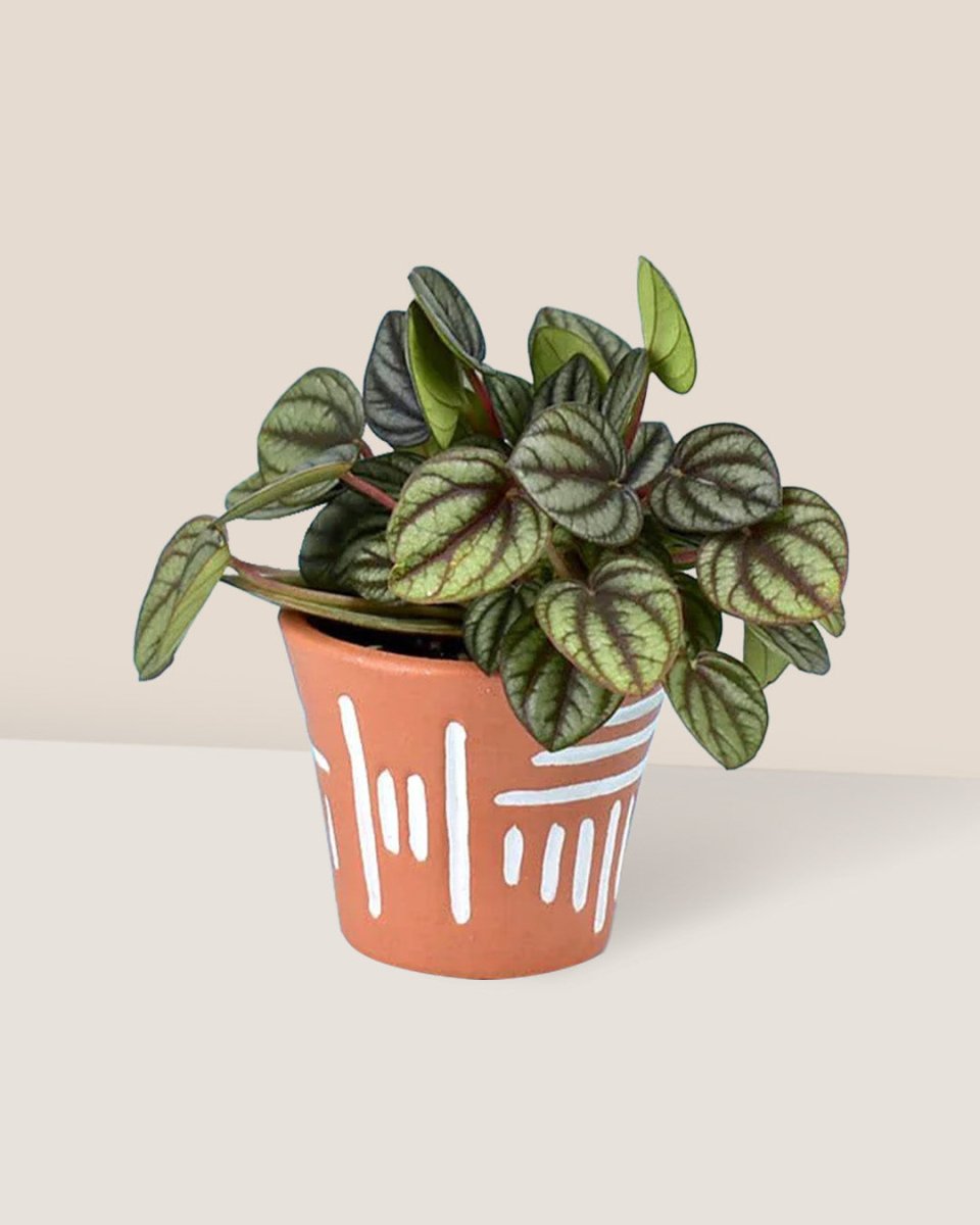 Peperomia Piccolo Banda - uluru pot - stripes - Potted plant - Tumbleweed Plants - Online Plant Delivery Singapore