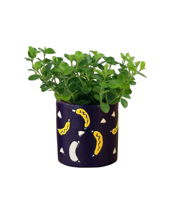 Peperomia Rotundifolia - banana pot - blue - Potted plant - Tumbleweed Plants - Online Plant Delivery Singapore